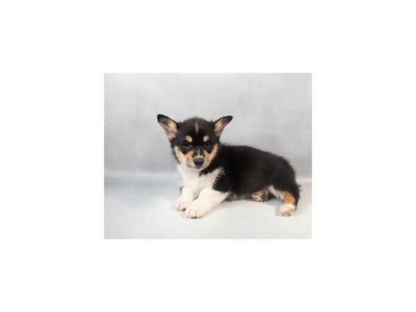 [#29163] Black and Tan Male Pembroke Welsh Corgi Puppies For Sale