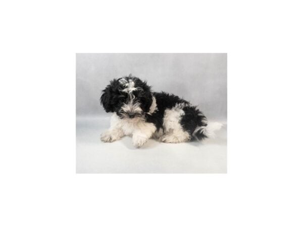[#29164] Black and White Female Havanese Puppies For Sale