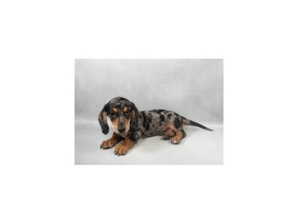 [#29166] Black and Silver Dapple Male Dachshund Puppies For Sale