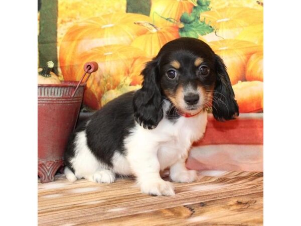 [#29169] White Black / Tan Female Dachshund Puppies For Sale