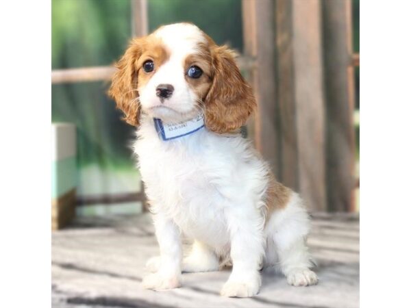 [#29172] Blenheim / White Male Cavalier King Charles Spaniel Puppies For Sale