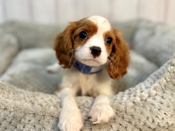 [#29172] Blenheim / White Male Cavalier King Charles Spaniel Puppies For Sale