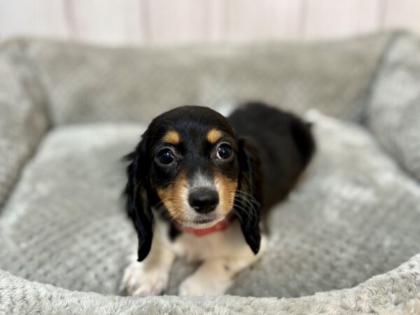 [#29169] White Black / Tan Female Dachshund Puppies For Sale