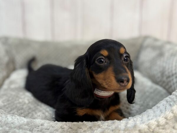 [#29168] Black / Tan Female Dachshund Puppies For Sale