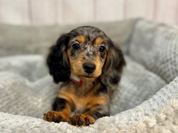 [#29167] Black and Silver Dapple Female Dachshund Puppies For Sale