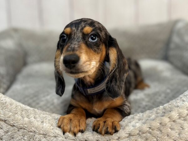 [#29166] Black and Silver Dapple Male Dachshund Puppies For Sale