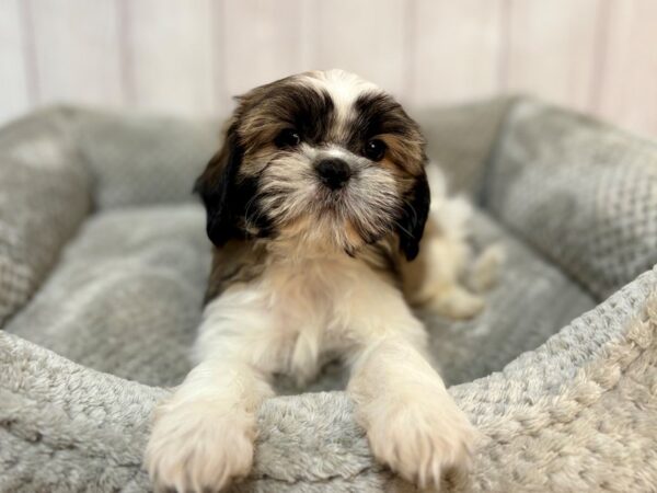 [#29165] Gold and White Male Shih Tzu Puppies For Sale