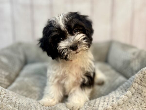 [#29164] Black and White Female Havanese Puppies For Sale