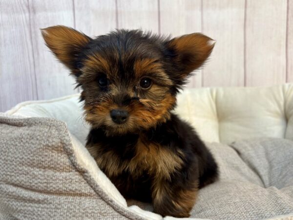 [#29162] Black and Tan Male Yorkshire Terrier Puppies For Sale