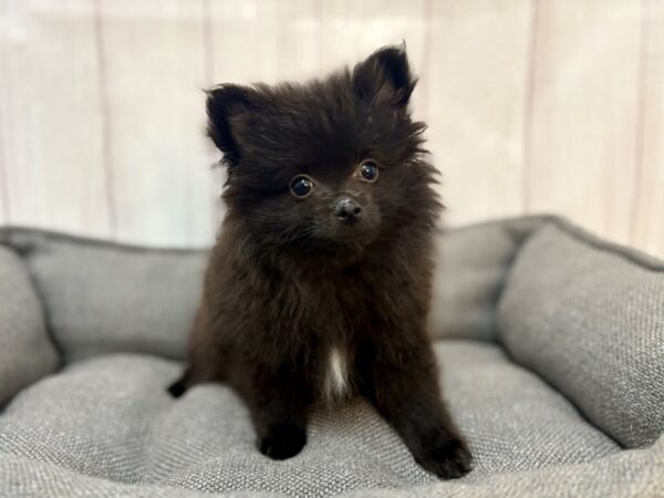 [#29173] Black Male Pomeranian Puppies For Sale