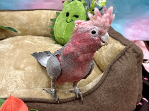 [#26624] Grey Female Rose Breasted Cockatoo Birds For Sale
