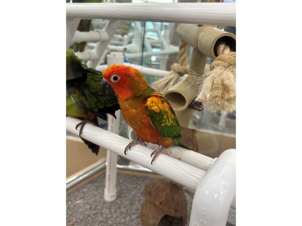 [#24158] Sun Conure Birds For Sale