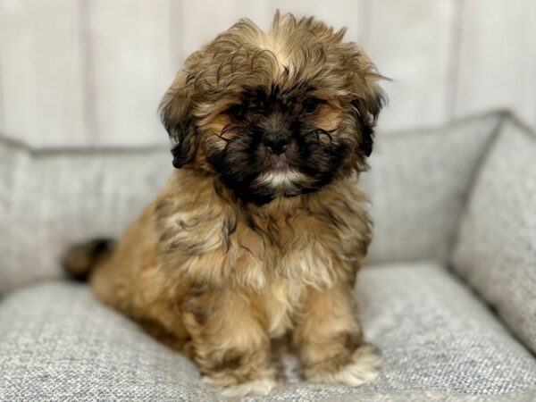[#29133] Gold and White Male Shih Tzu Puppies For Sale