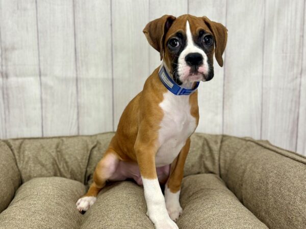 [#29144] Fawn Male Boxer Puppies For Sale
