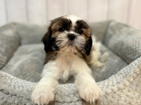 [#29165] Gold and White Male Shih Tzu Puppies For Sale