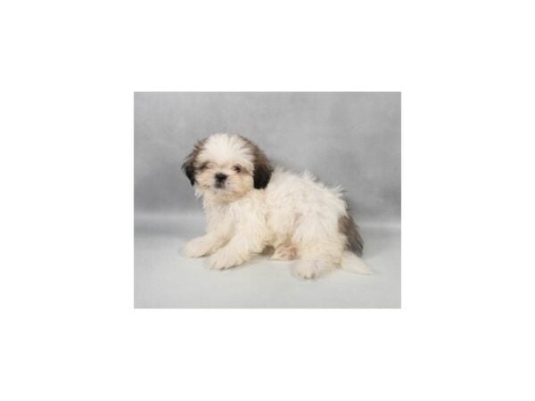 [#29198] Gold and White Female Shih Tzu Puppies For Sale