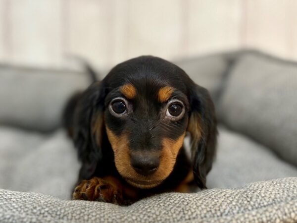 [#29189] Black / Tan Female Dachshund Puppies For Sale