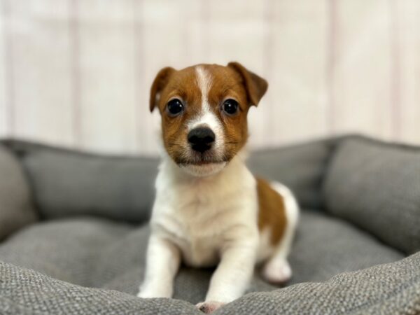 [#29182] White / Red Male Jack Russell Terrier Puppies For Sale