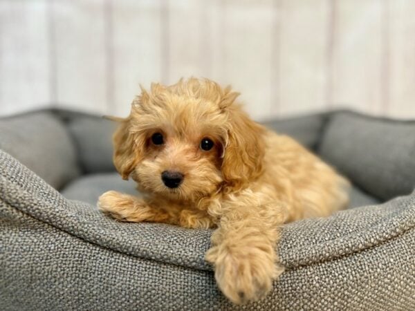 [#29178] Apricot Male F1B Yorkie Poo Puppies For Sale