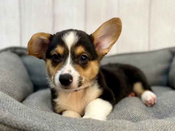 [#29175] Black and Tan Male Pembroke Welsh Corgi Puppies For Sale