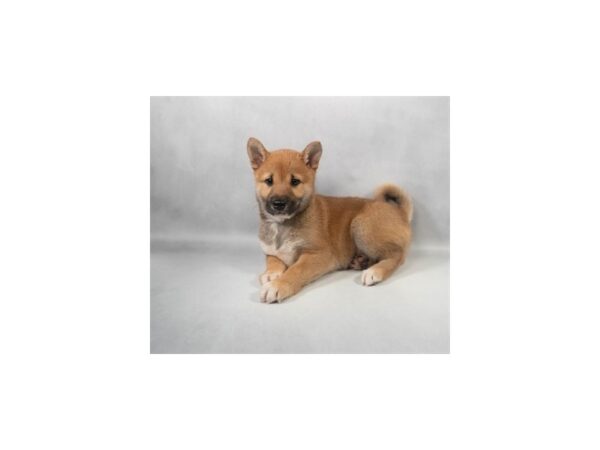 [#29204] Red Male Shiba Inu Puppies For Sale