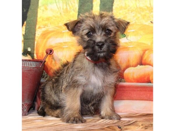 Cairn Terrier Puppy Wheaten ID: 29208 Located at Petland Las Vegas