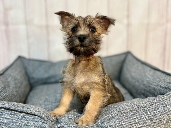 [#29208] Wheaten Female Cairn Terrier Puppies For Sale