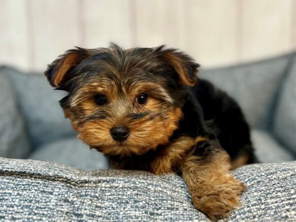 [#29206] Black / Tan Male Yorkshire Terrier Puppies For Sale