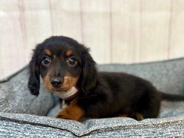 [#29205] Black and Tan Female Dachshund Puppies For Sale