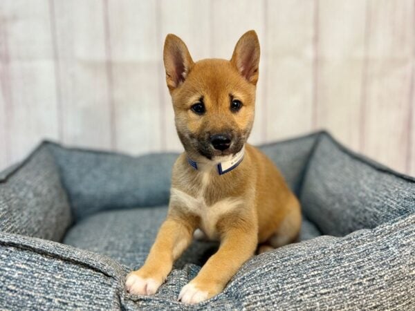 [#29204] Red Male Shiba Inu Puppies For Sale