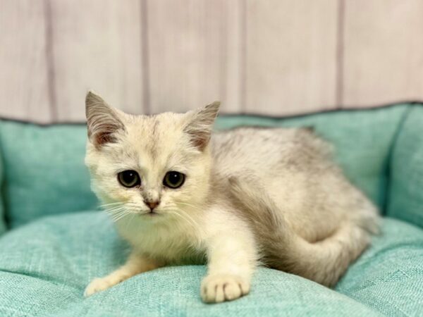[#29197] Silver Shaded Male British Shorthair Kittens For Sale
