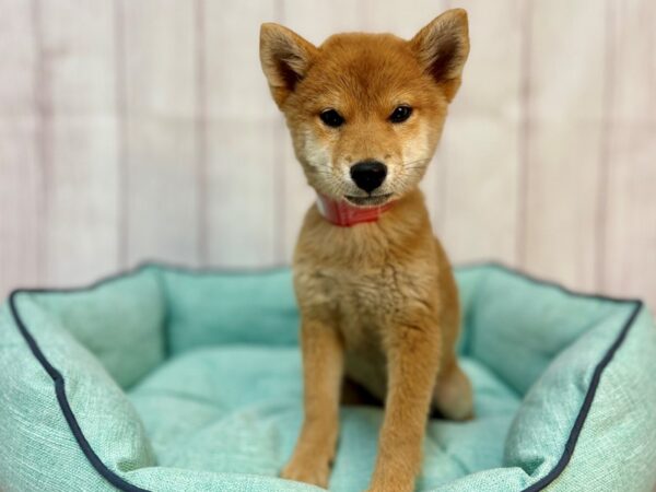[#29196] Red Female Shiba Inu Puppies For Sale