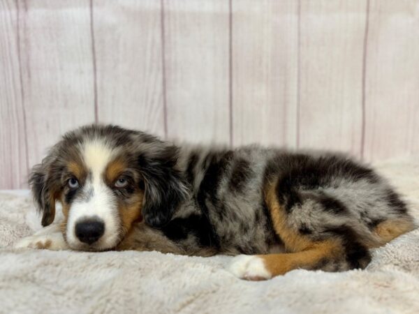 [#29210] Blue Merle Male Minature Australian Shepherd Puppies For Sale