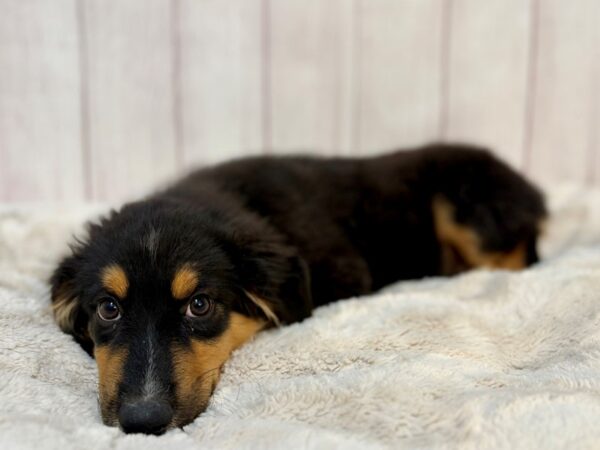[#29211] Tri-Color Male Miniature Australian Shepherd Puppies For Sale