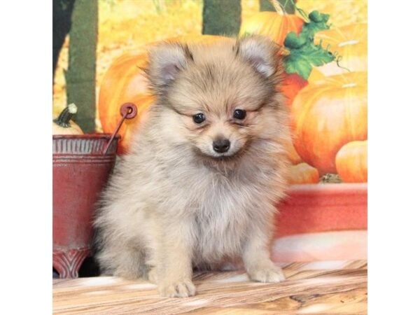 [#29226] Orange Sable Female Pomeranian Puppies For Sale