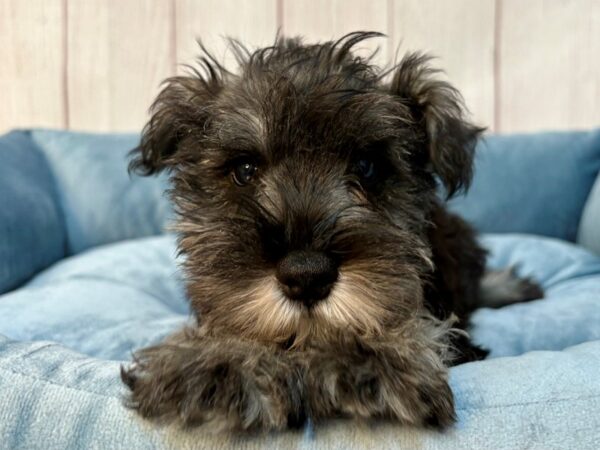 [#29223] Salt / Pepper Male Miniature Schnauzer Puppies For Sale