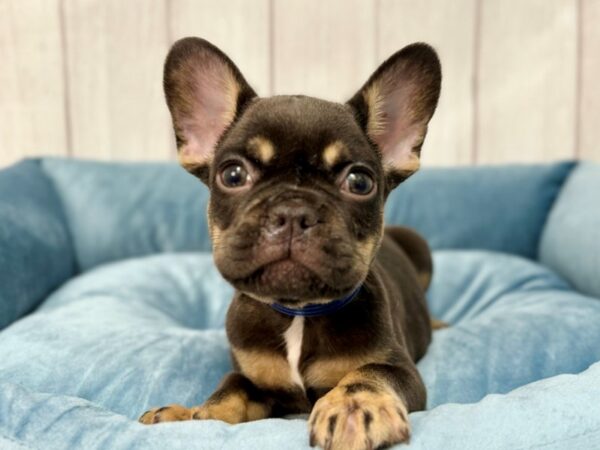 [#29220] Chocolate and Tan Male French Bulldog Puppies For Sale