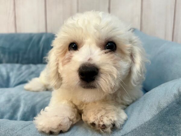 [#29219] White Female Bichon Frise Puppies For Sale