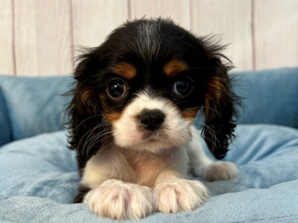 [#29214] Black and White Male Cavalier King Charles Spaniel Puppies For Sale