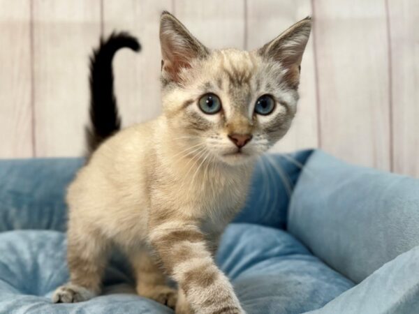 [#29228] LYNX POINT Male Siamese Kittens For Sale