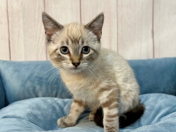 [#29229] LYNX POINT Male Siamese Kittens For Sale