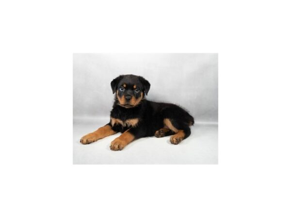 [#29236] Black and Mahogany Female Rottweiler Puppies For Sale