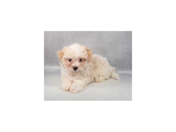 [#29238] Cream Female Havanese Puppies For Sale