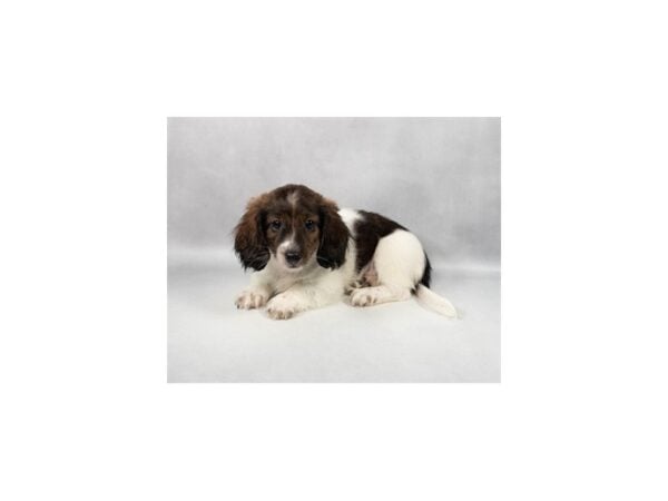 [#29239] Brindle Male Dachshund Puppies For Sale