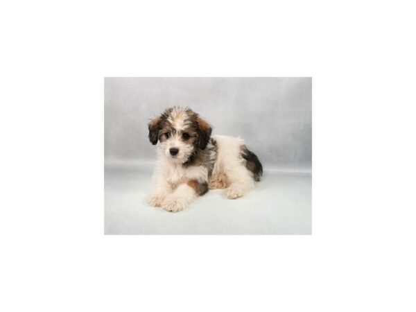 [#29240] Red and White Female Poodle/Yorkshire Terrier Puppies For Sale