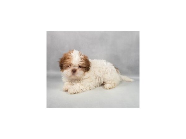 [#29242] Liver and White Female Shih Tzu Puppies For Sale