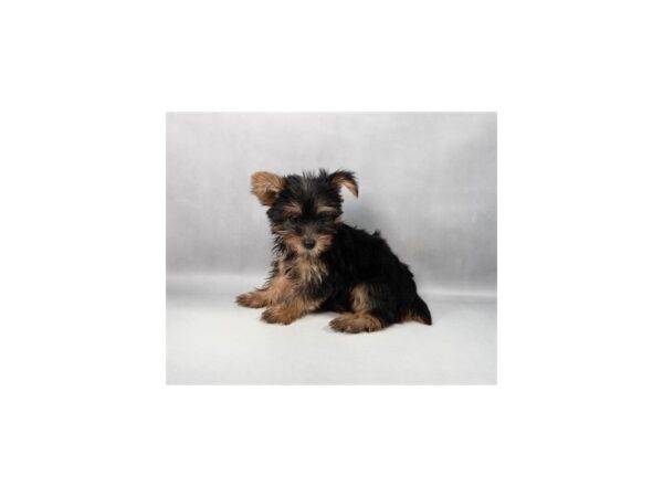 [#90056] Black and Tan Female Yorkshire Terrier Puppies For Sale