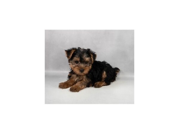 [#90058] Black and Tan Female Yorkshire Terrier Puppies For Sale