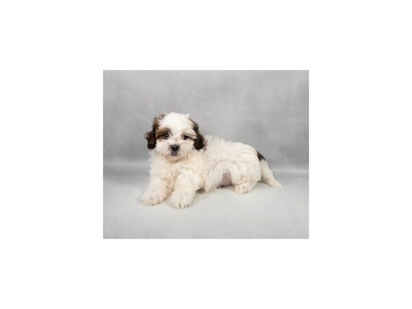 [#29246] Red and White Male Poodle/Shih Tzu Puppies For Sale