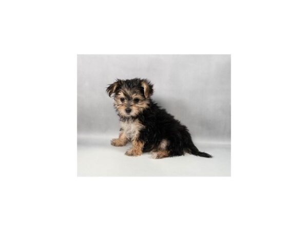 [#29247] Black and Tan Female Maltese/Yorkshire Terrier Puppies For Sale